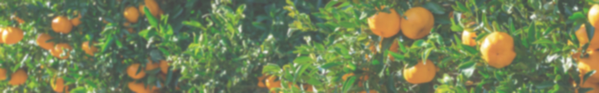 下層ページタイトルヘッダー